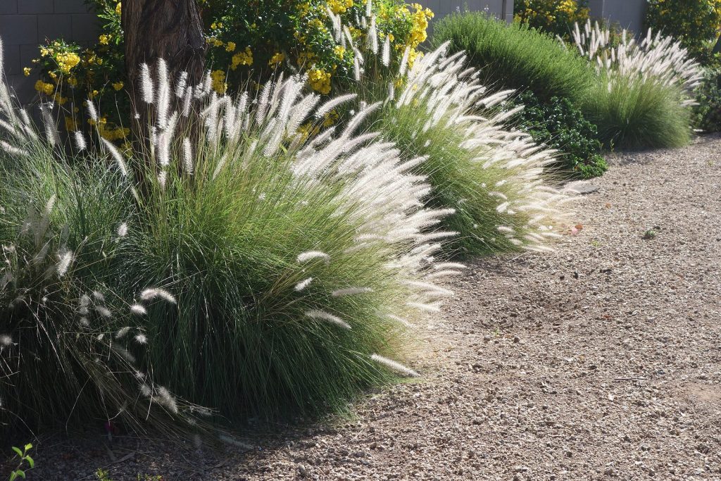 Albuquerque Xeriscaping Benefits Spelled Out