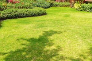 Actions Steps to Follow When Your Albuquerque Lawn has Thatch and Brown Patches