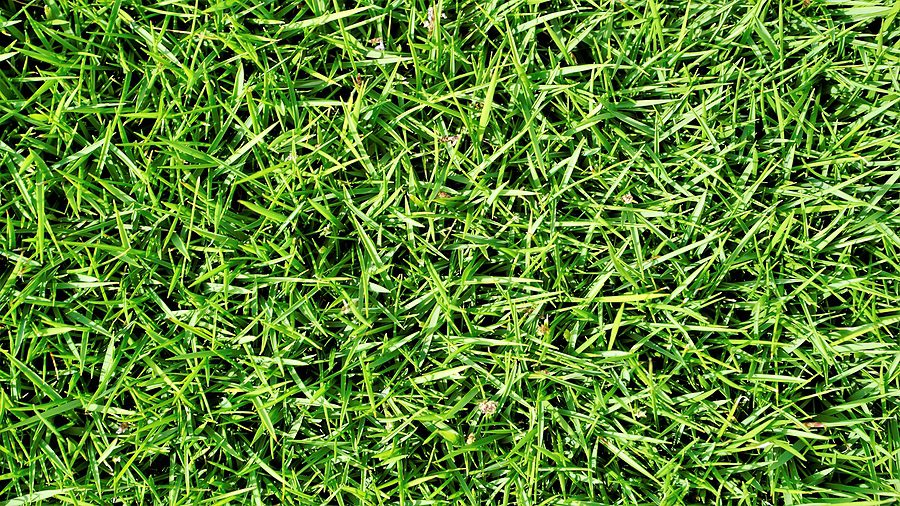 Albuquerque Lawn Crabgrass and How to Deal with It