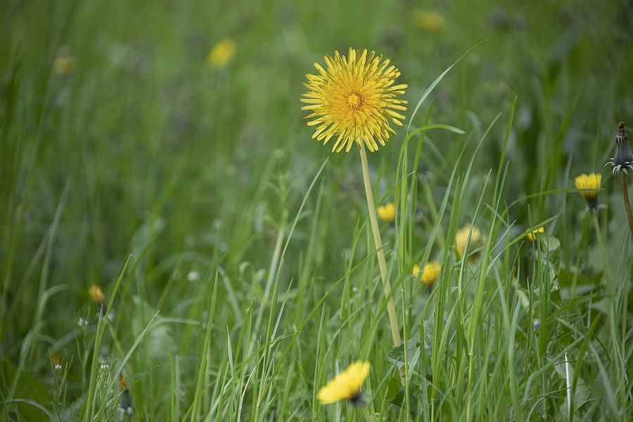 Albuquerque Lawn Dandelion Problems and How to Address Them