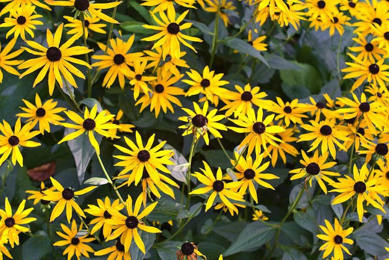 Plant Perennials in the Fall Continually Here's Why