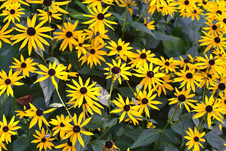 Plant Perennials in the Fall Continually - Here's Why