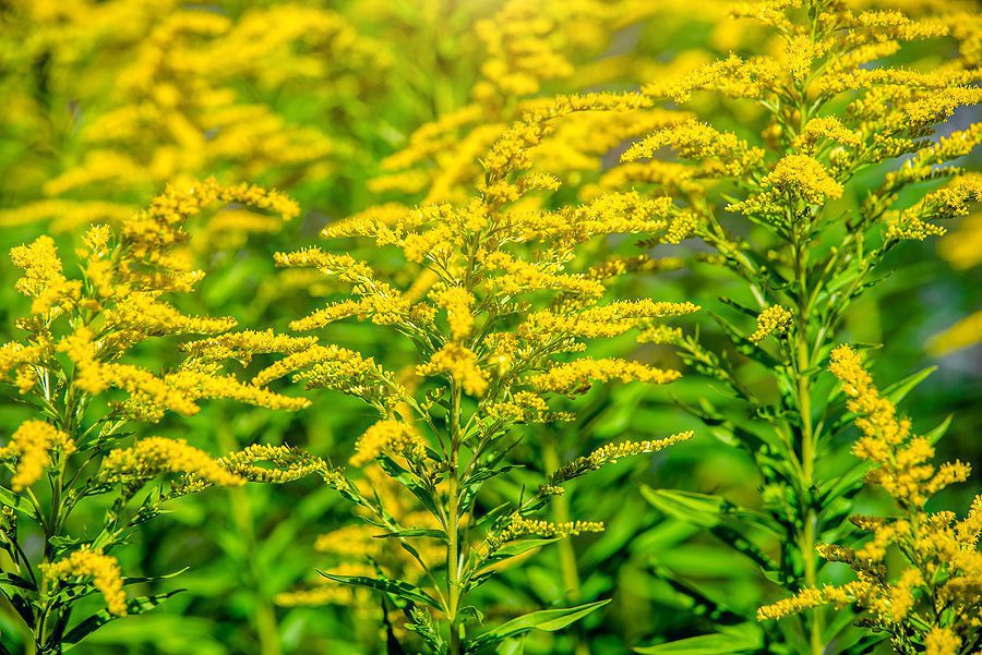 The Guide on How to Transplant Perennials the Right Way Successfully