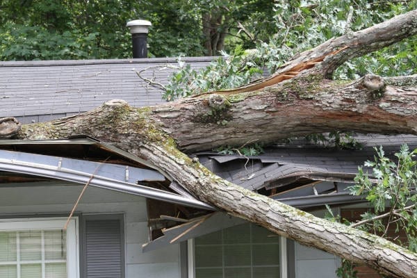 How to Tell If Your Leaning Tree is Unsafe and if it can Be Repaired