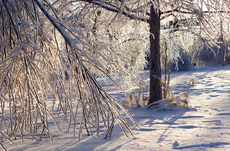 Top Tips for Winter Snow and Ice Damaged Trees