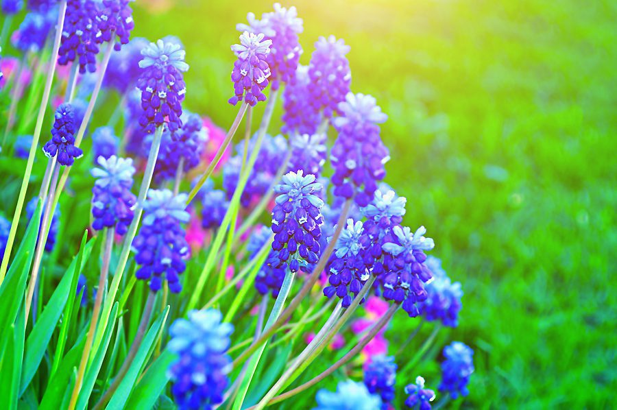 Best Garden Flowers for Albuquerque's 310 Average Days of Sunshine