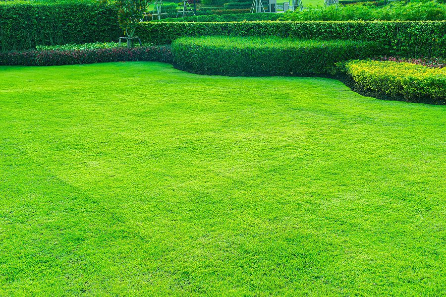 Albuquerque Summer Lawn Care Tips