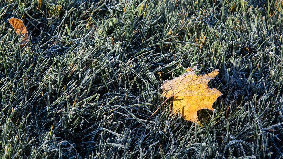 Lawn Winterizing— What You Need to Know