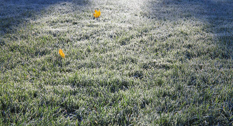 How Can I Keep a Healthy Lawn in Winter?