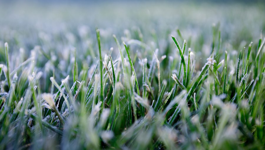 How do I Protect My Lawn from Winter Damage?