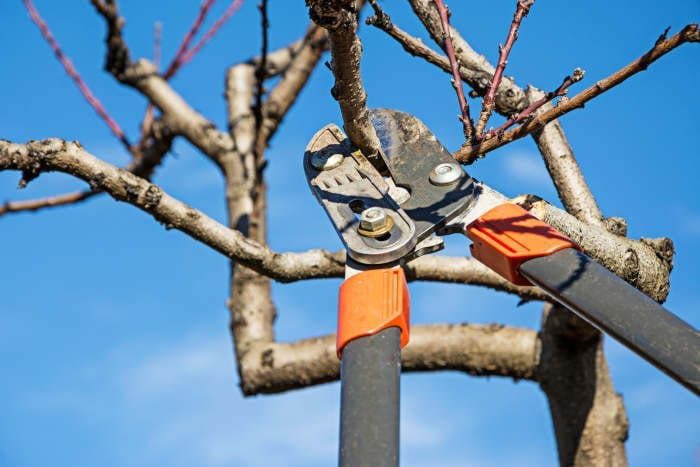 The Simple Winter Pruning Action Plan for a Solid Garden this Spring