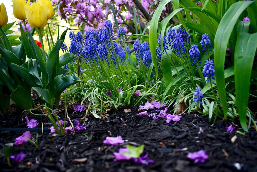 How Can I Improve Soil Health for a More Productive Garden This Year?