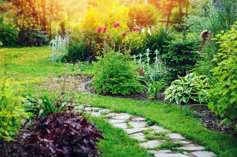 What Perennials Should I Divide and Replant in Spring?