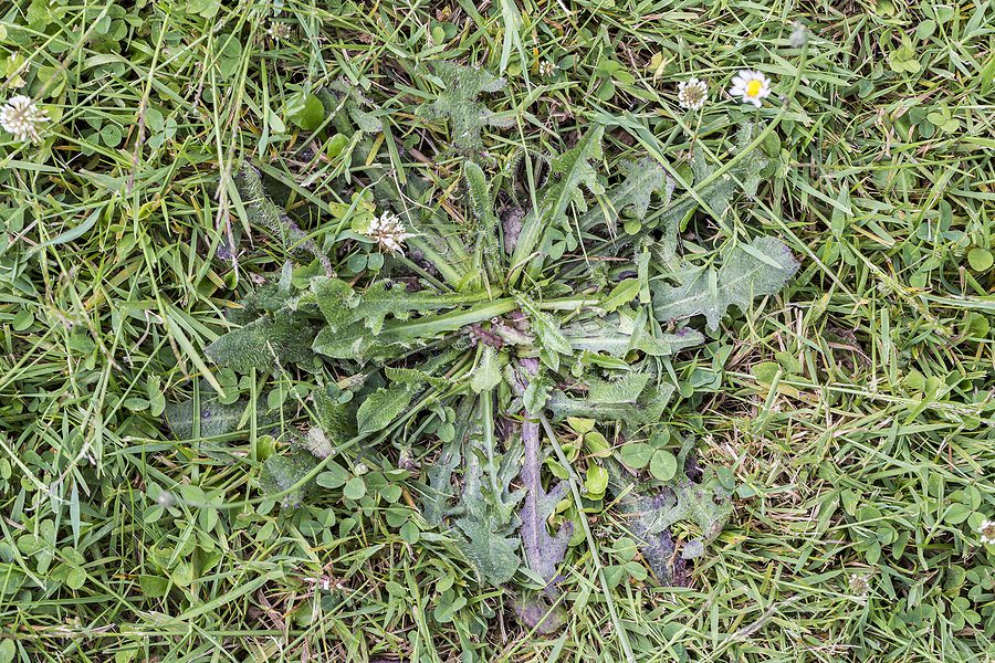 How Do I Restore My Lawn That’s Full of Weeds?