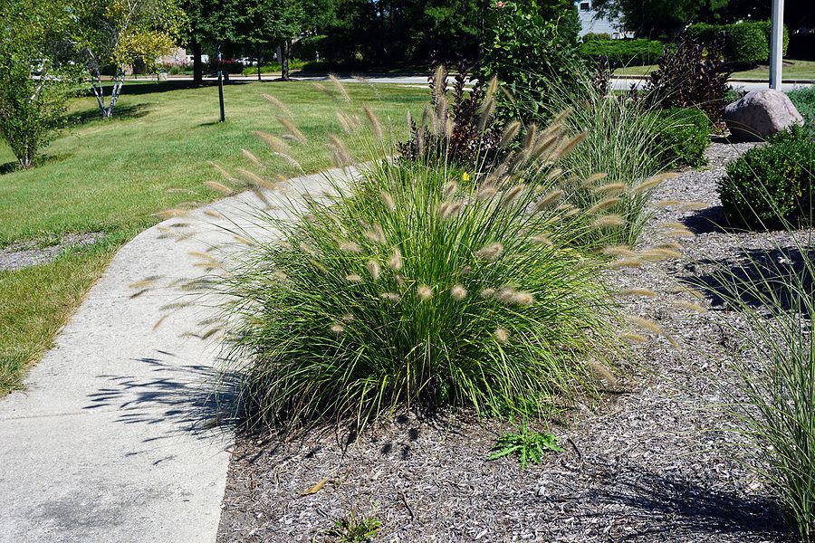 Why Should I Convert My Yard to Xeriscape-by-R-S-Landscaping-505-271-8419