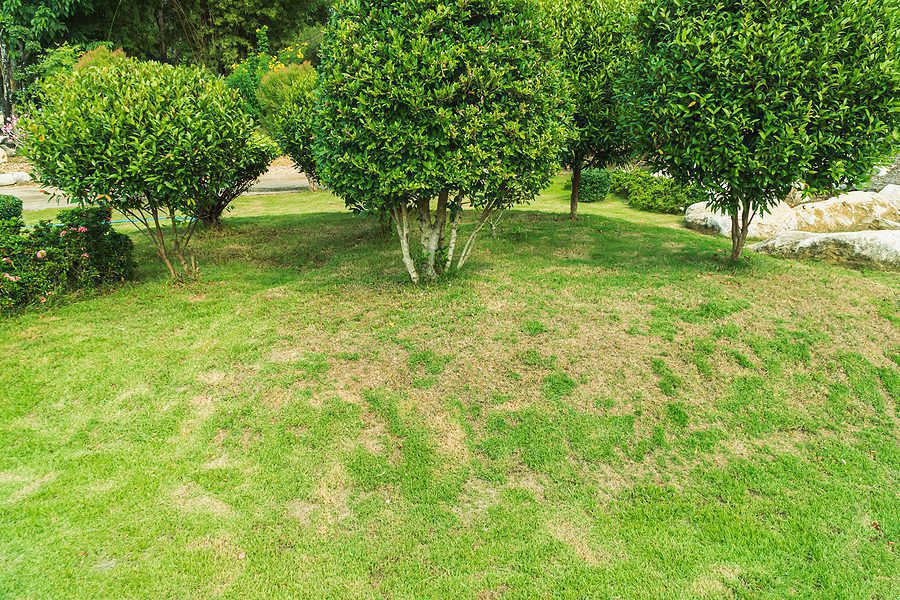 Why is My Lawn Turning Brown this Summer and What Can I Do to Fix It?
