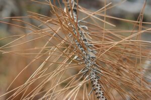 How Do I Prevent Evergreen Brown Needles and Winter Burn in the Winter?