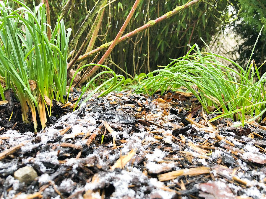 How Does Installing Mulch in My Garden Protect Plants During the Winter?