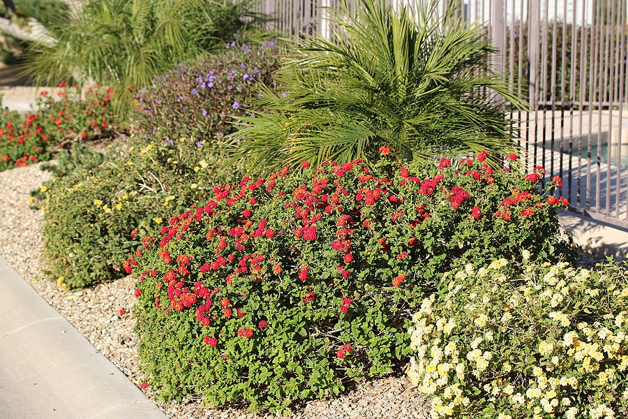 How Well Does Xeriscape Landscaping Work in Albuquerque
