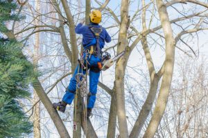 Why Should I Prune My Trees During the Winter?