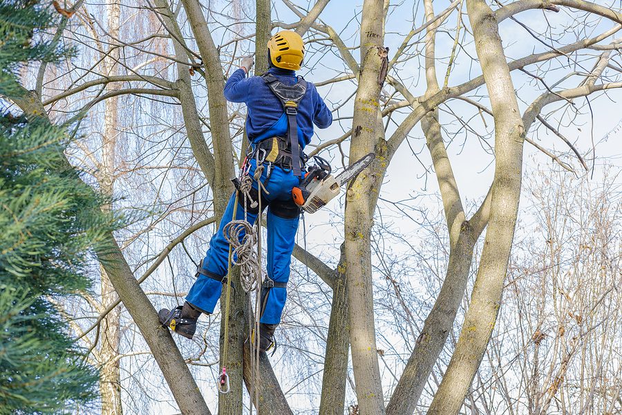 Why Should I Prune My Trees During the Winter?