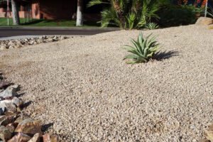 What are the Most Common Misunderstandings About Xeriscaping