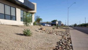 How Do I Maintain a Xeriscape Yard Throughout the Year?
