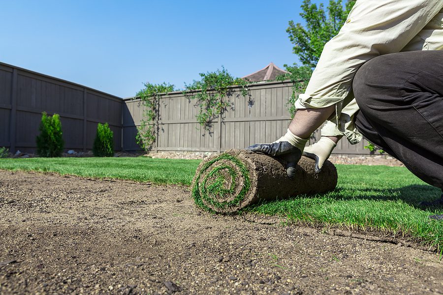 Should You Choose Sod or Grass Seed for a Healthier Lawn by R & S Landscaping 505-271-8419