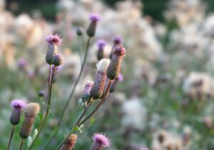 How Do I Fight Spring Weeds in my Albuquerque Garden by R & S Landscaping 505-271-8419