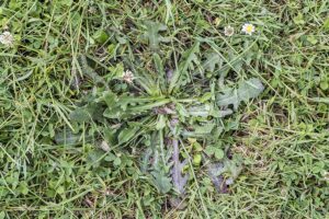 What’s the Best Way to Prevent Weeds When You Start Spring Gardening by R & S Landscaping 505-271-8419