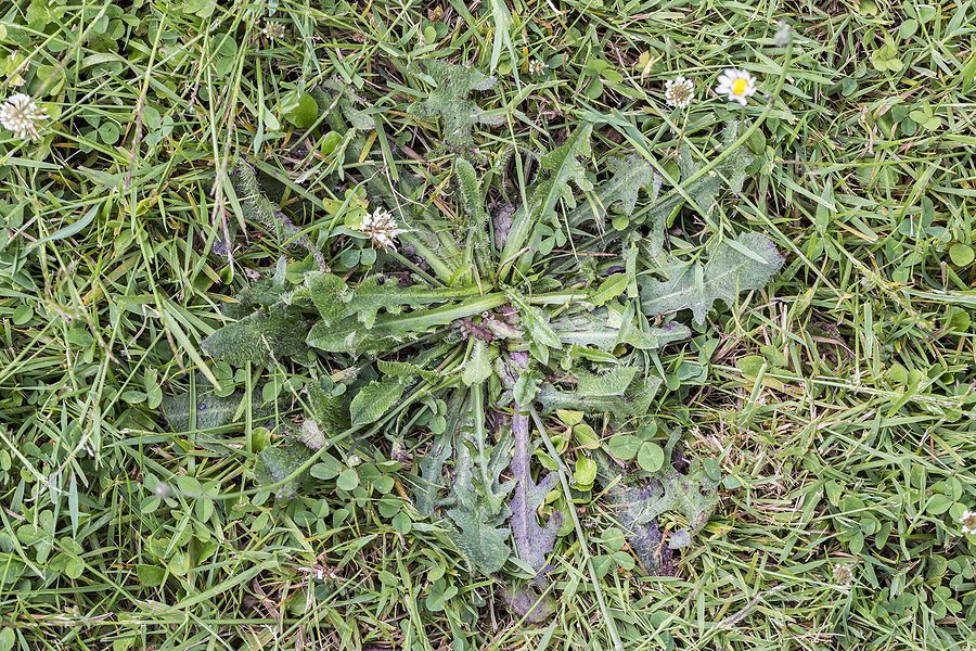 What’s the Best Way to Prevent Weeds When You Start Spring Gardening by R & S Landscaping 505-271-8419