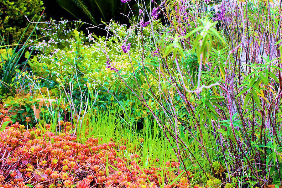 What are the Best Low-Maintenance Landscaping Ideas for Homeowners in Albuquerque - R & S Landscaping Inc