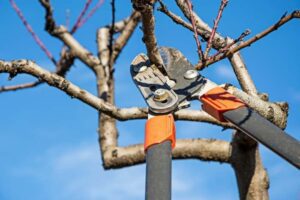What are the Most Important Tree Trimming Safety Tips Homeowners Should Know