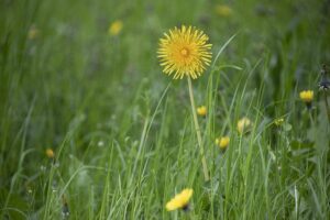 What are the Top Typical Lawn Problems and How Do I Fix Them by R & S Landscaping 505-271-8419