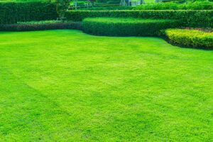 Is Professional Landscape Maintenance Worth It for Albuquerque Homeowners?
