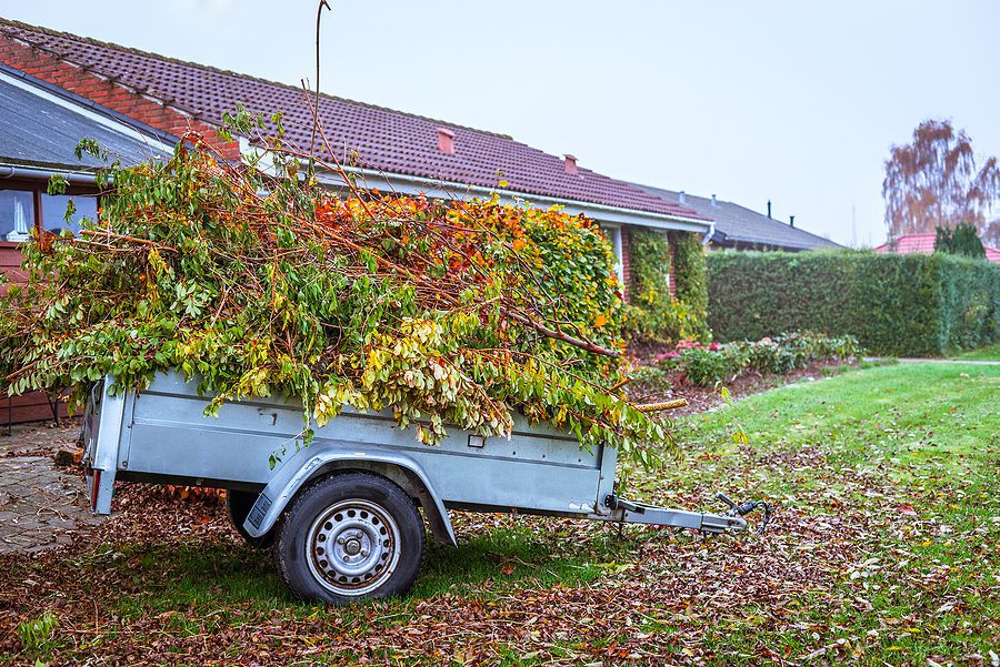 How Do You Clean Up an Overgrown Yard in Albuquerque?